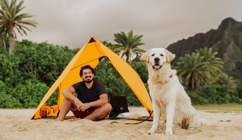 man sitting under beach tent with dog playing on the sand